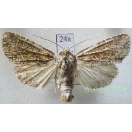 Apamea furva (Denis & Schiffermüller, 1775) Czech24a